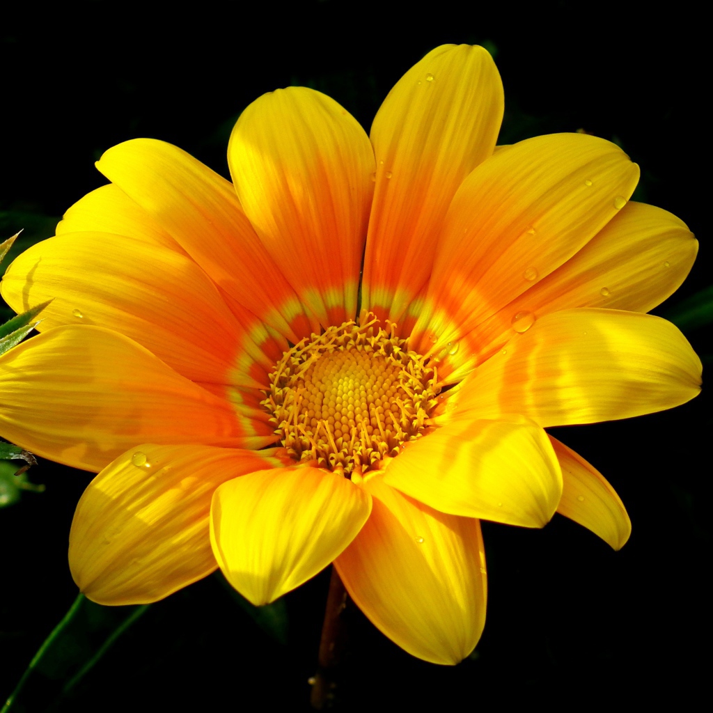 Красивый желтый цветок газания крупным планом