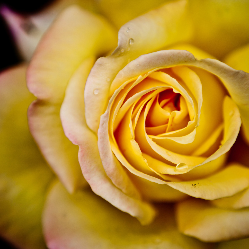 Красивая желтая роза крупным планом 