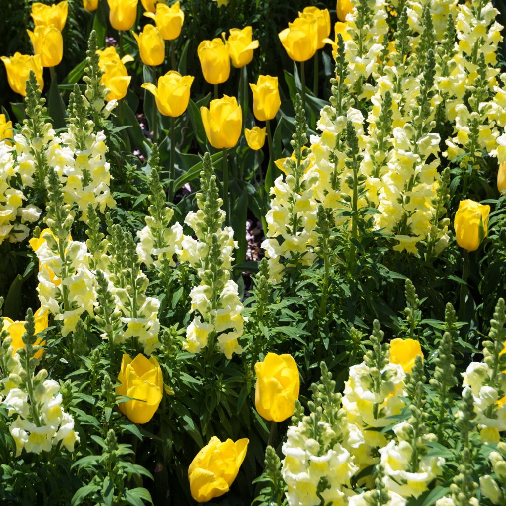 Красивые желтые цветы львиный зев и тюльпаны на клумбе 