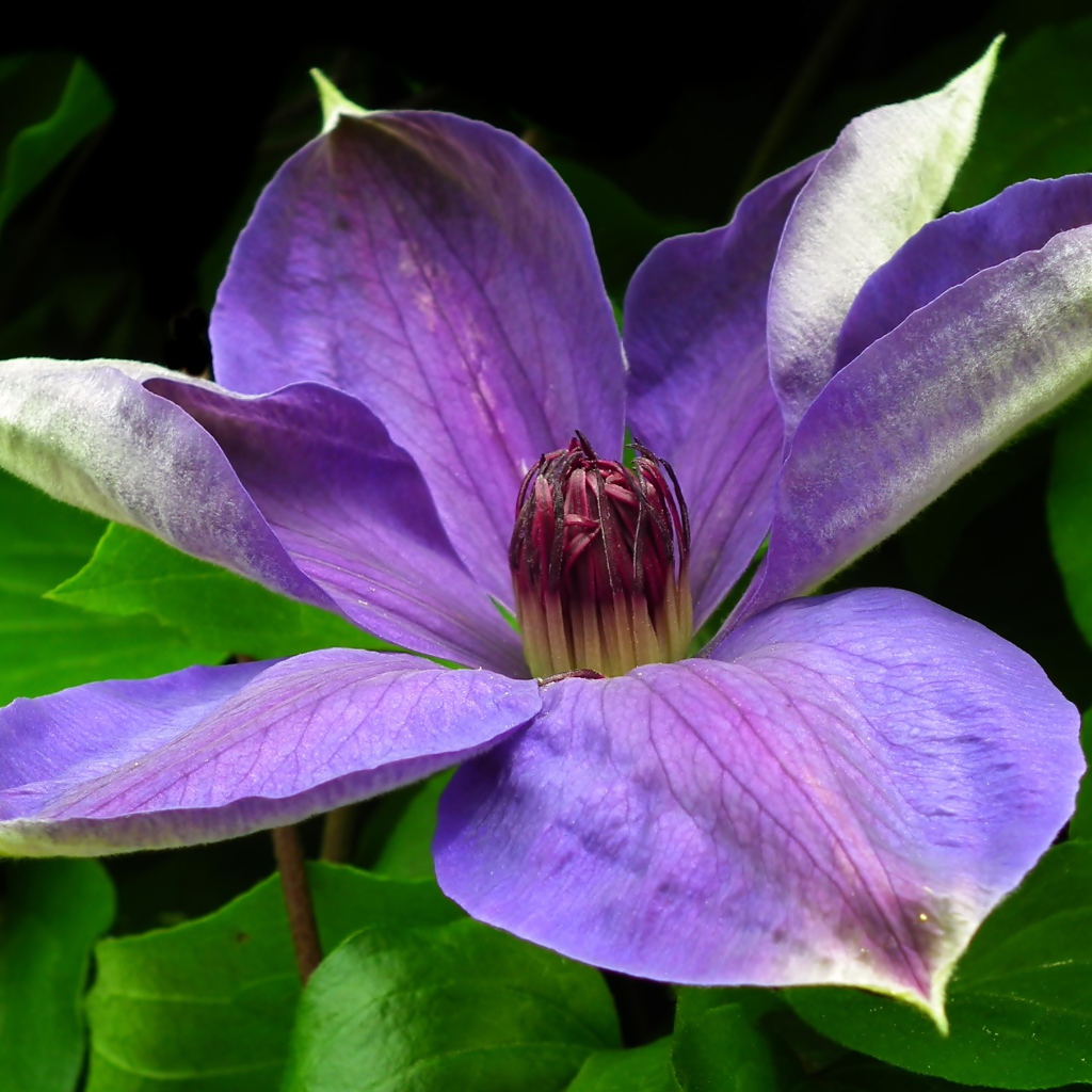 Большой красивый сиреневый цветок клематиса в зеленых листьях