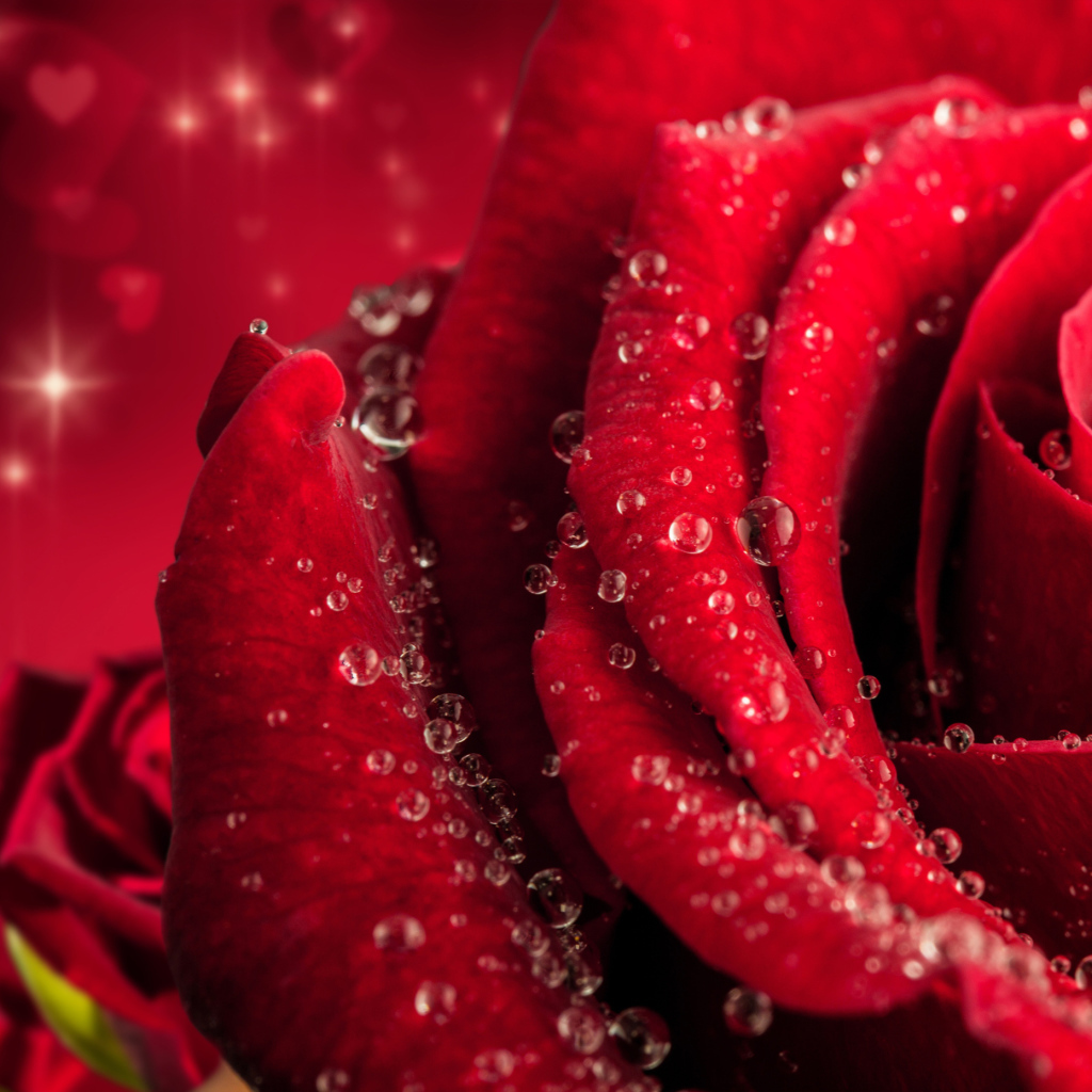 Большая крупная роза в каплях розы 