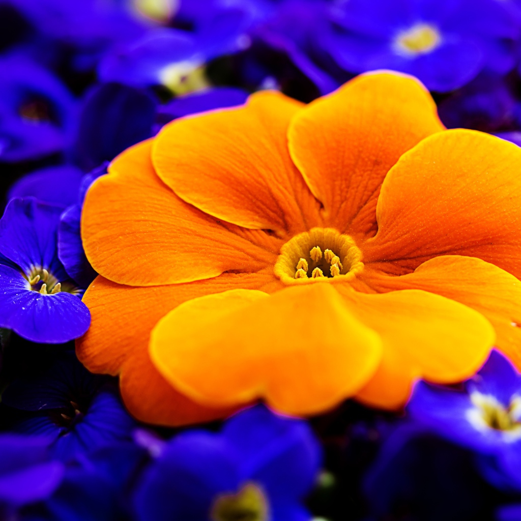 Большой оранжевый цветок примулы среди голубых