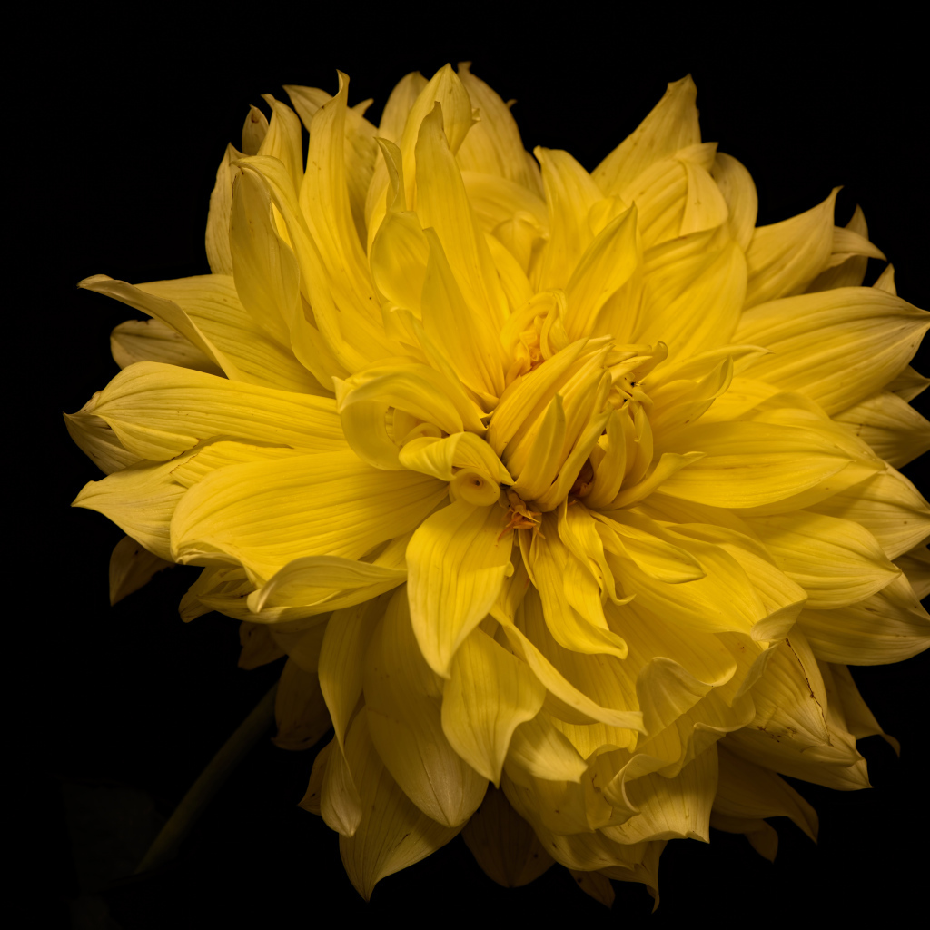Большой желтый цветок георгины на черном фоне