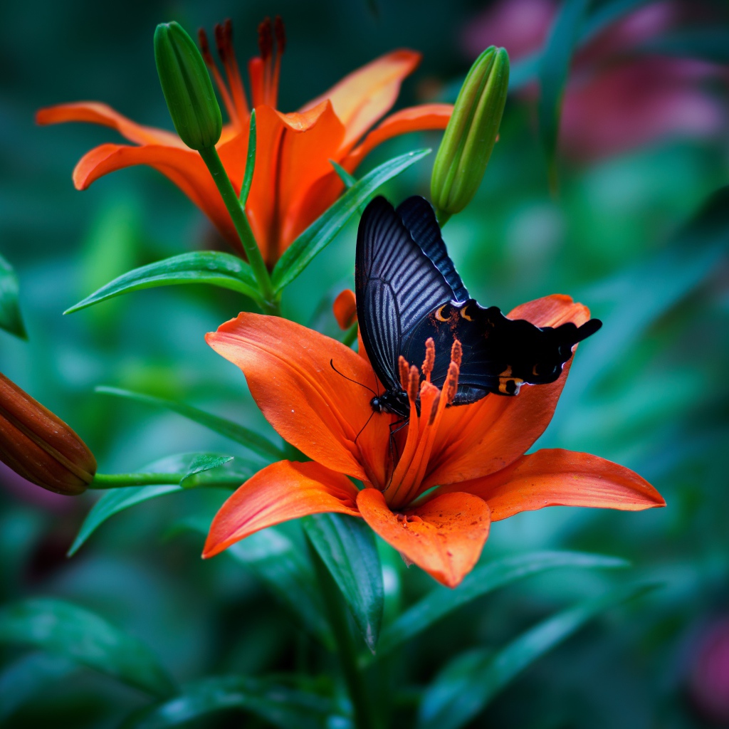 Черная бабочка сидит на оранжевой лилии 