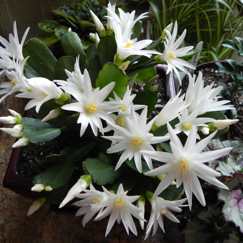 Цветущий белыми цветами комнатный цветок декабрист