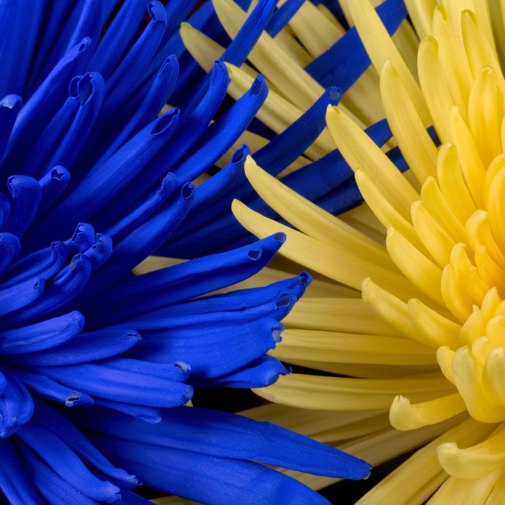 Синяя и желтая хризантемы крупным планом