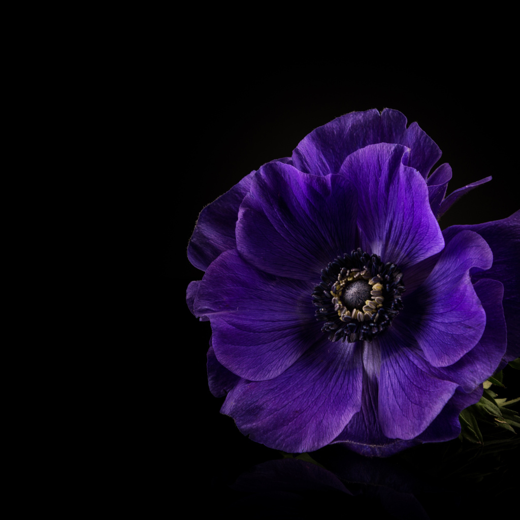 Синий цветок анемона на черном фоне крупным планом