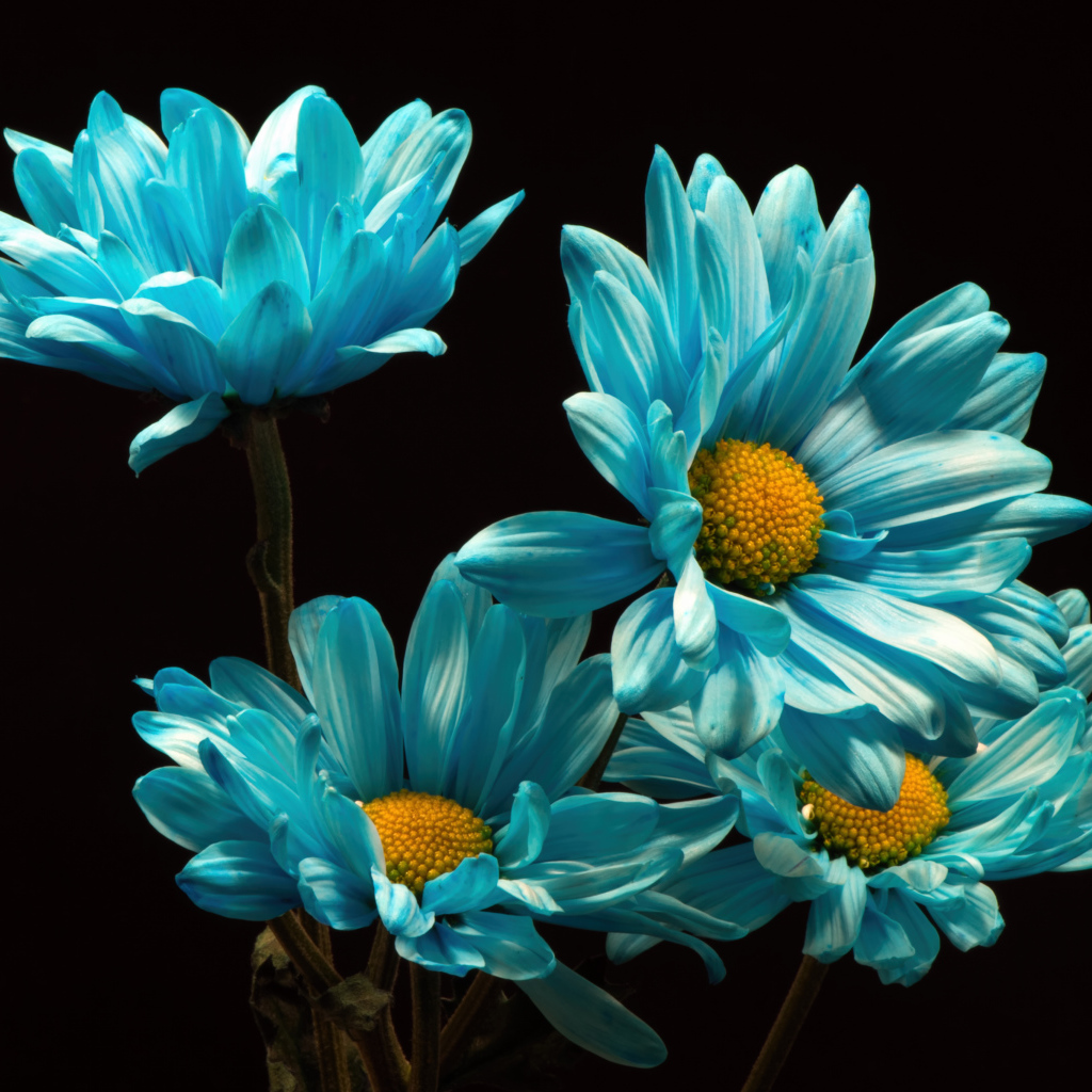 Синие хризантемы на черном фоне
