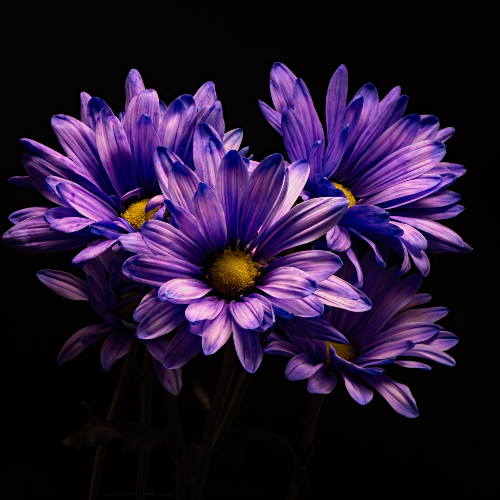 Синие хризантемы с желтой серединкой на черном фоне