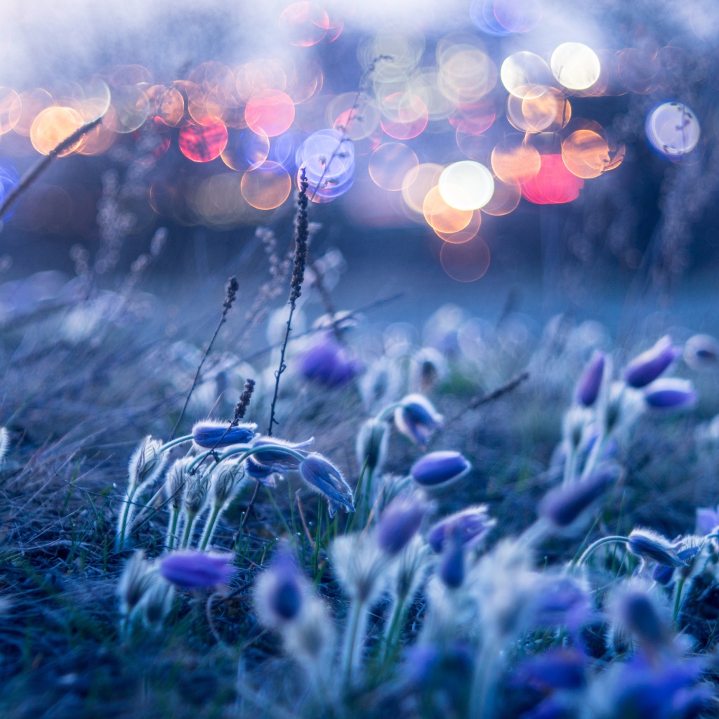 Голубые цветы прострела гнутся от ветра