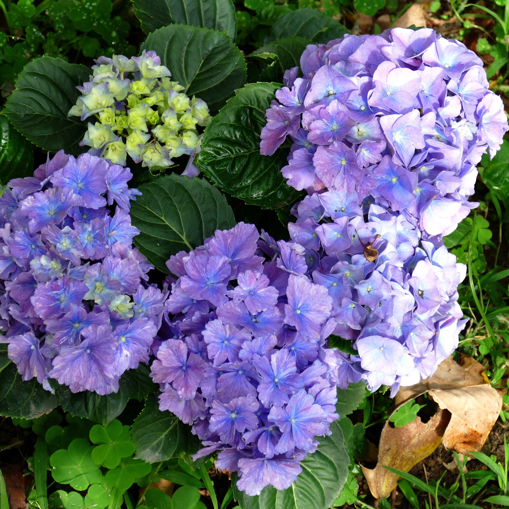 Голубые цветы гортензии с зелеными листьями
