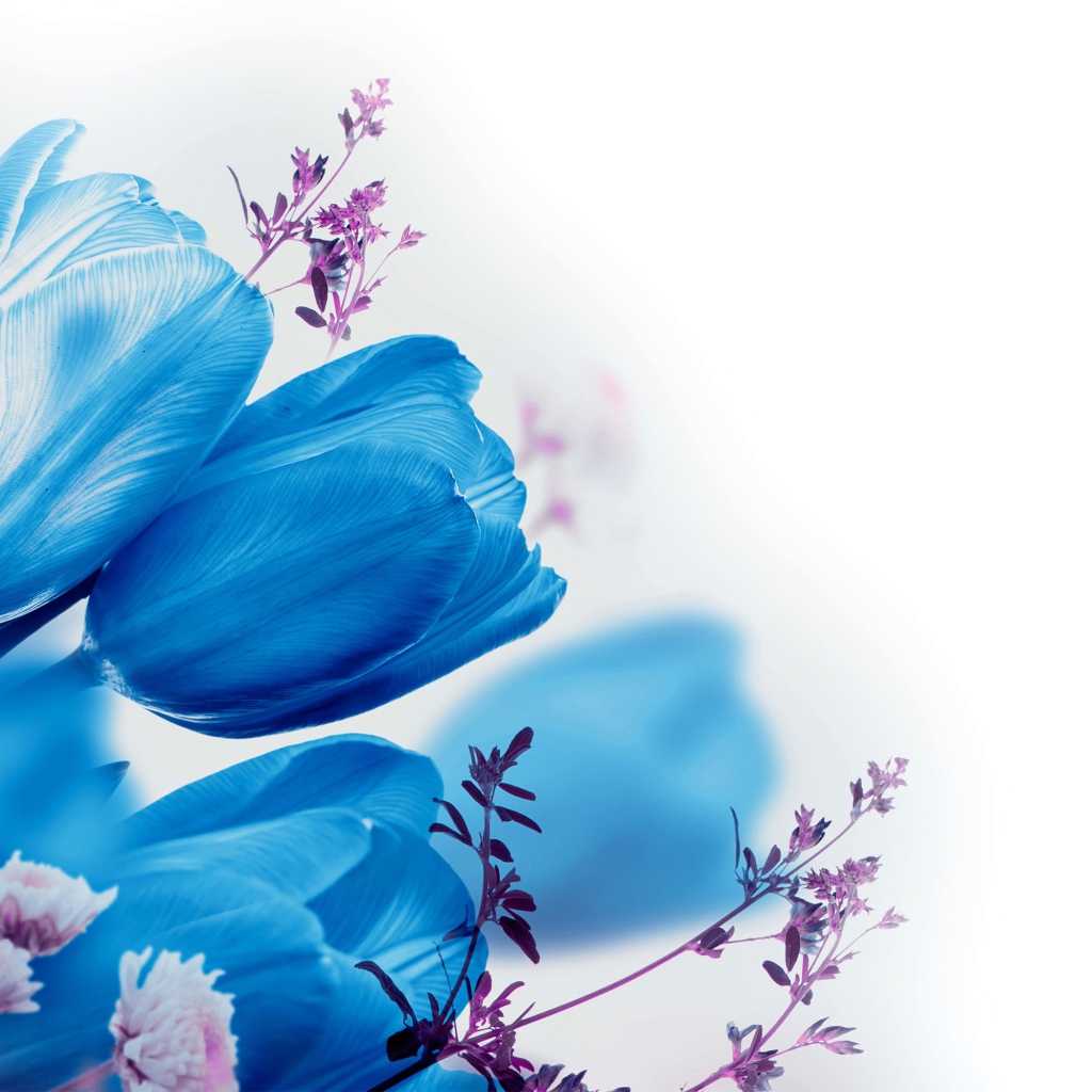 Голубые тюльпаны на белом фоне 