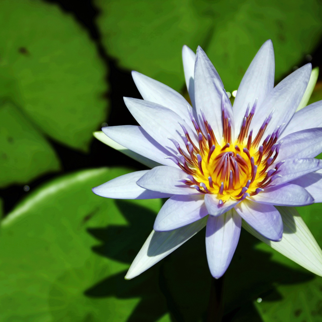 Синяя водяная лилия с зелеными листьями в воде