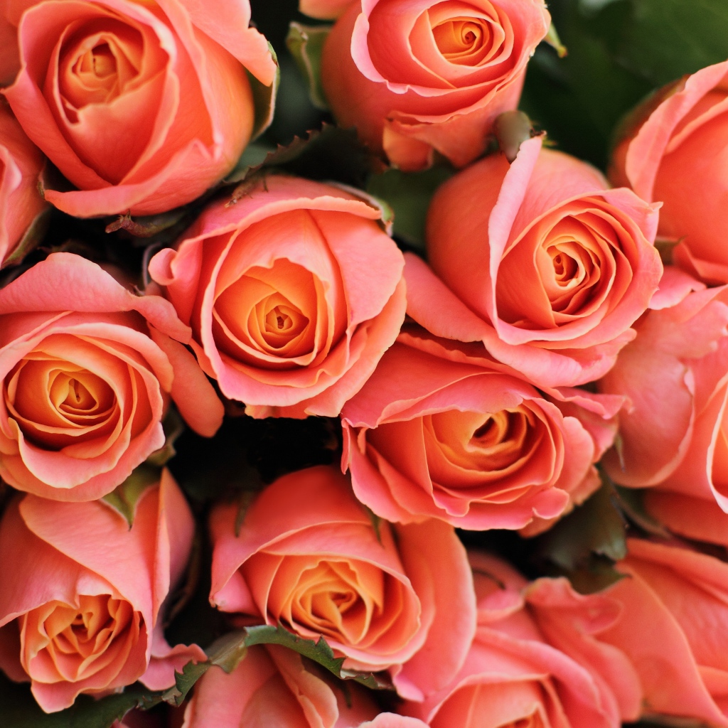 Букет красивых нежных розовых роз крупным планом