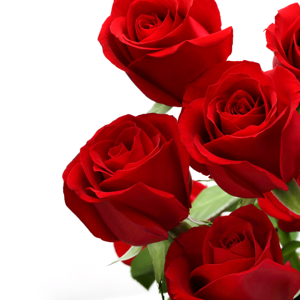 Букет красивых красных роз на белом фоне
