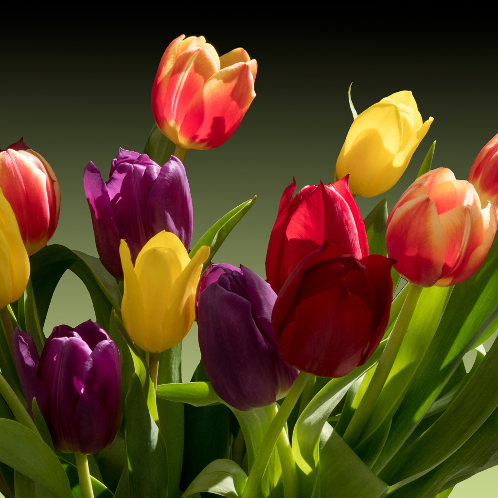 Букет разноцветных тюльпанов крупным планом