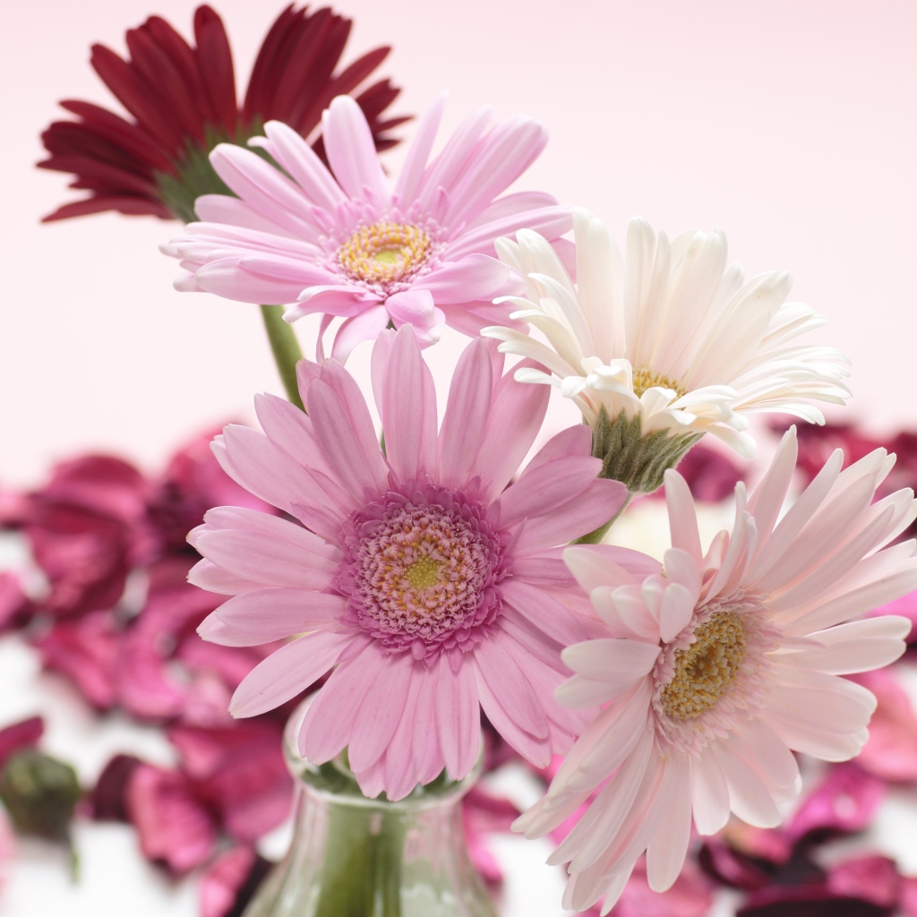 Букет цветов герберы в вазе на розовом фоне