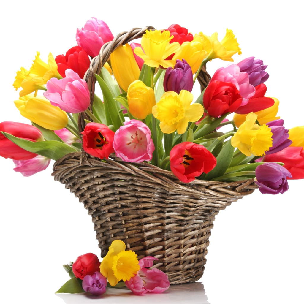 Букет разноцветных тюльпанов в плетеной корзине на белом фоне