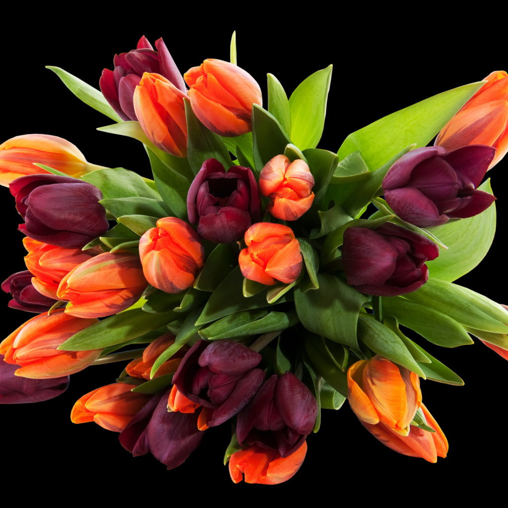 Букет разноцветных тюльпанов на черном фоне