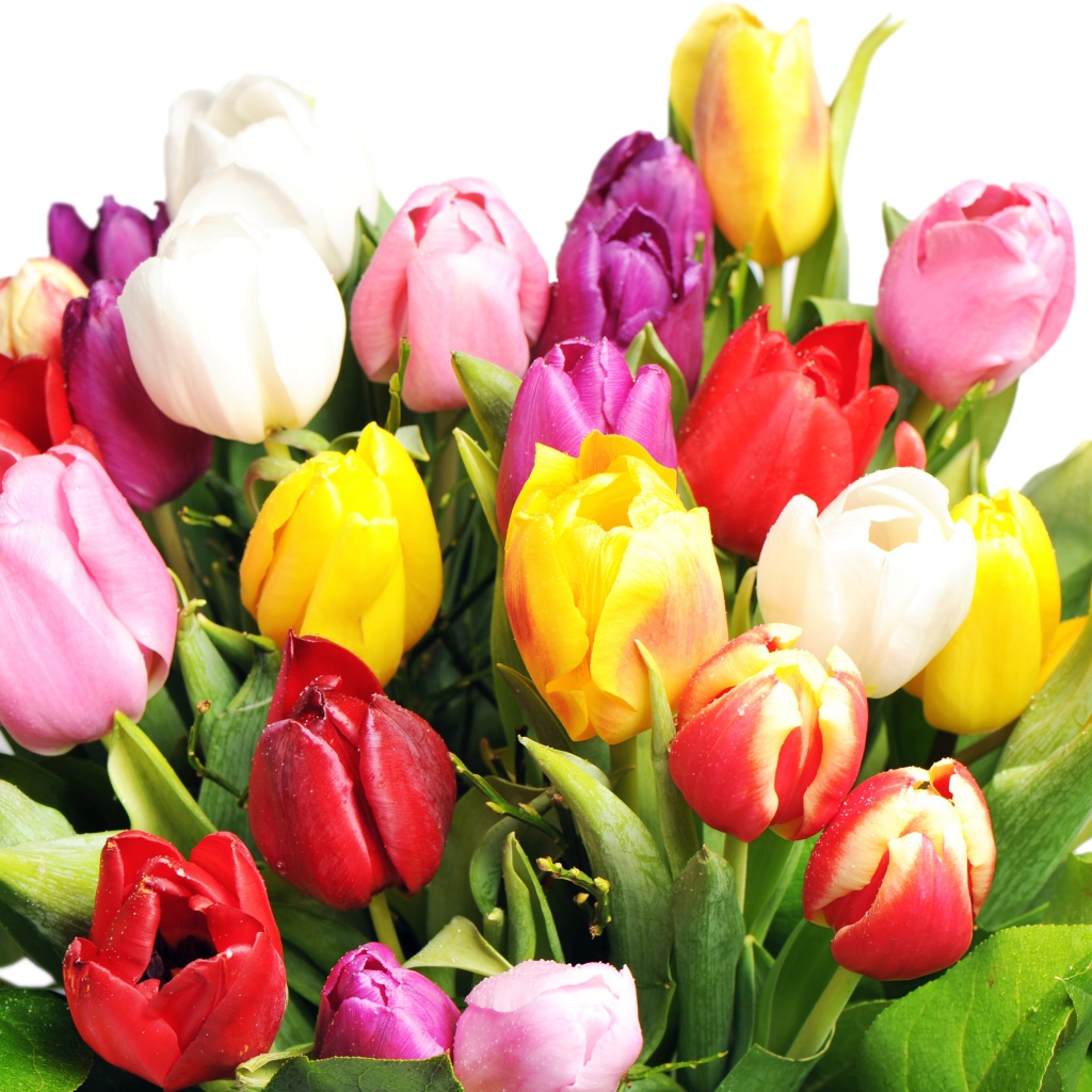 Букет разноцветных тюльпанов на белом фоне