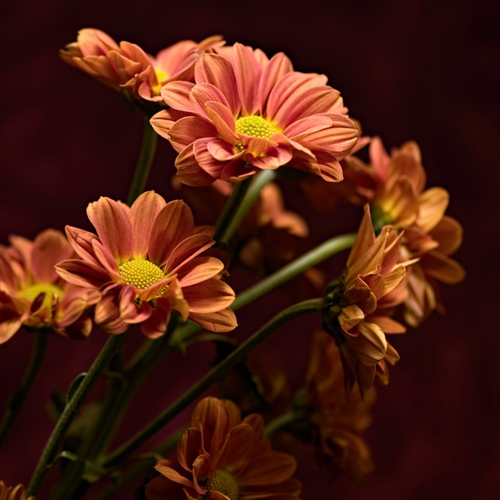 Букет оранжевых хризантем крупным планом