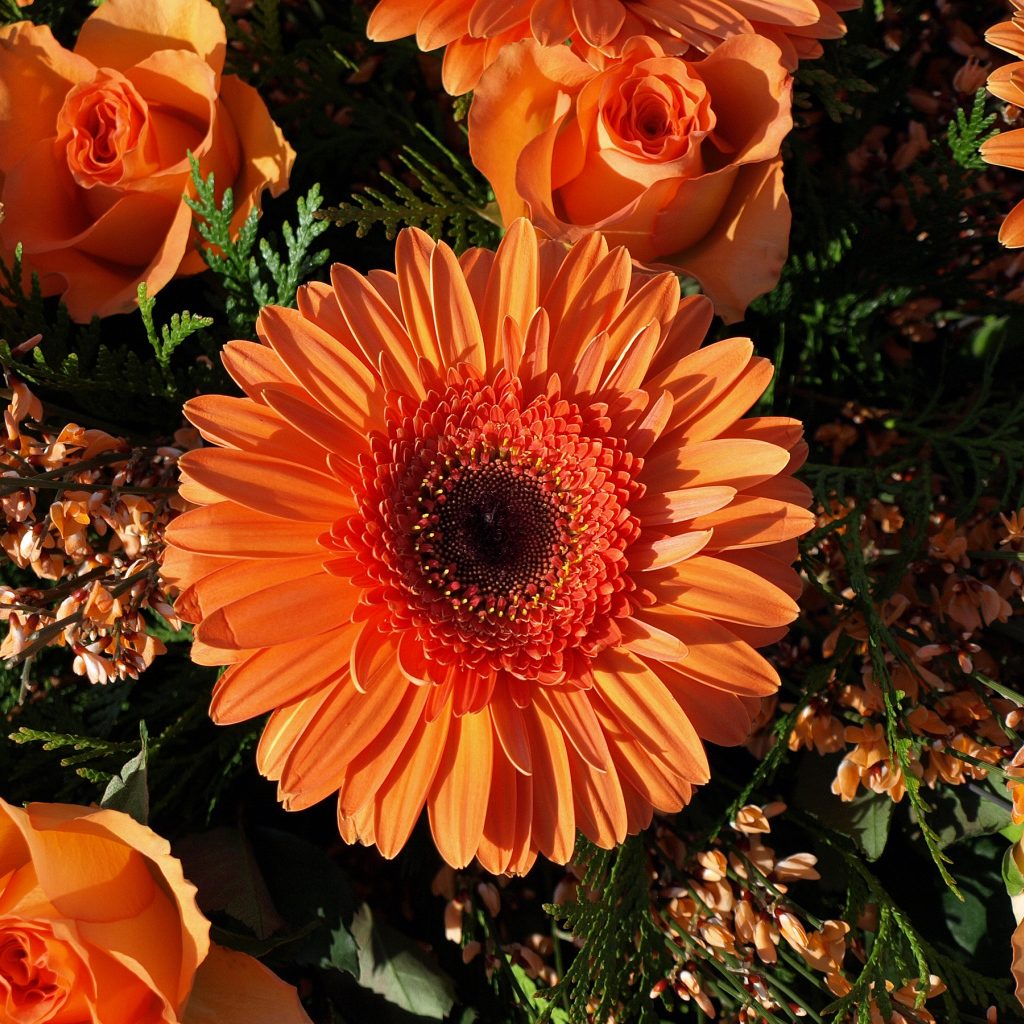 Букет оранжевых гербер с розами 