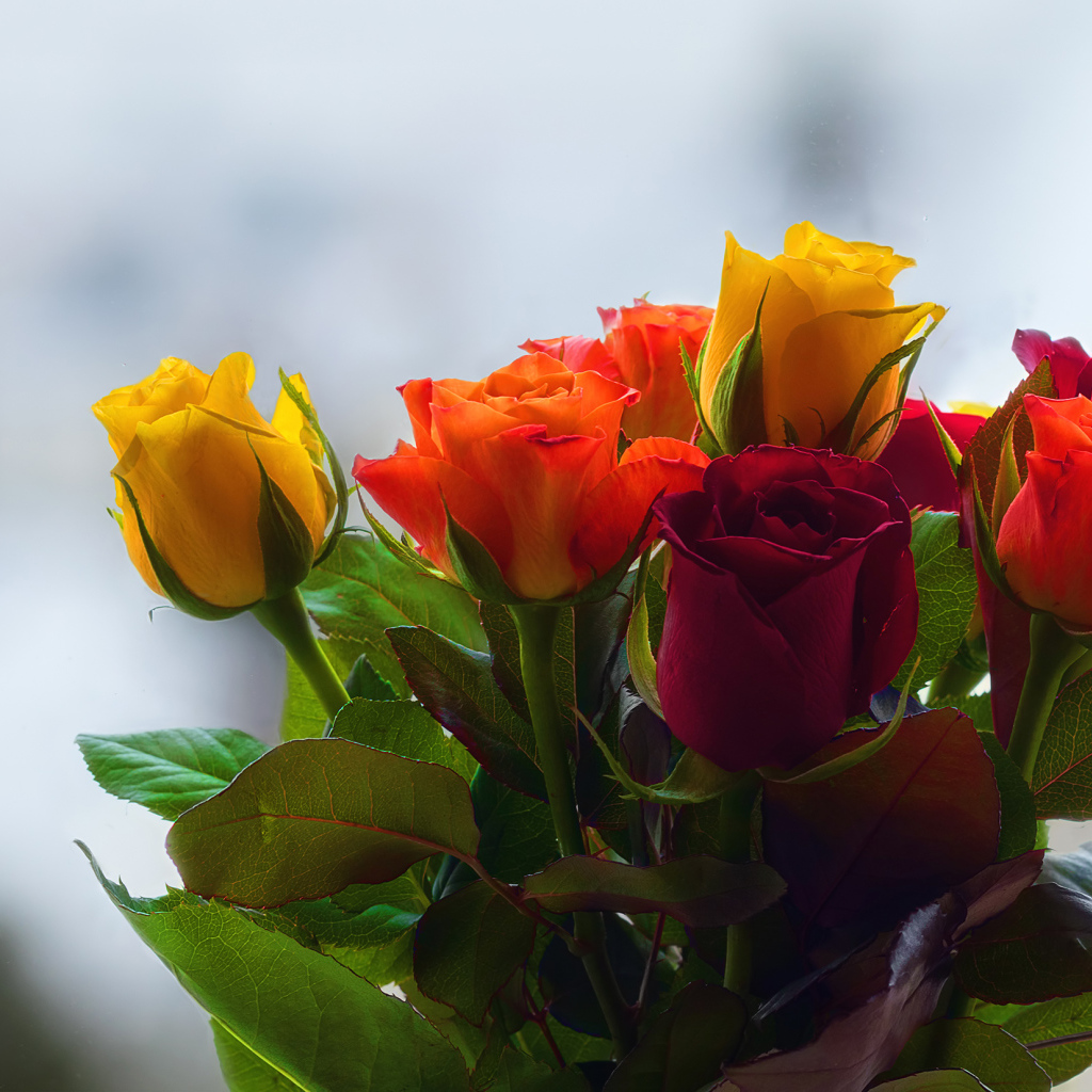 Букет колючих разноцветных роз 