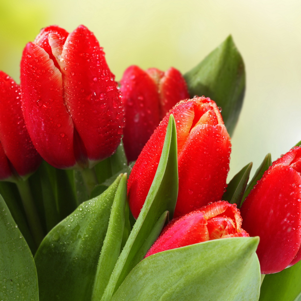 Букет красных тюльпанов в каплях росы 