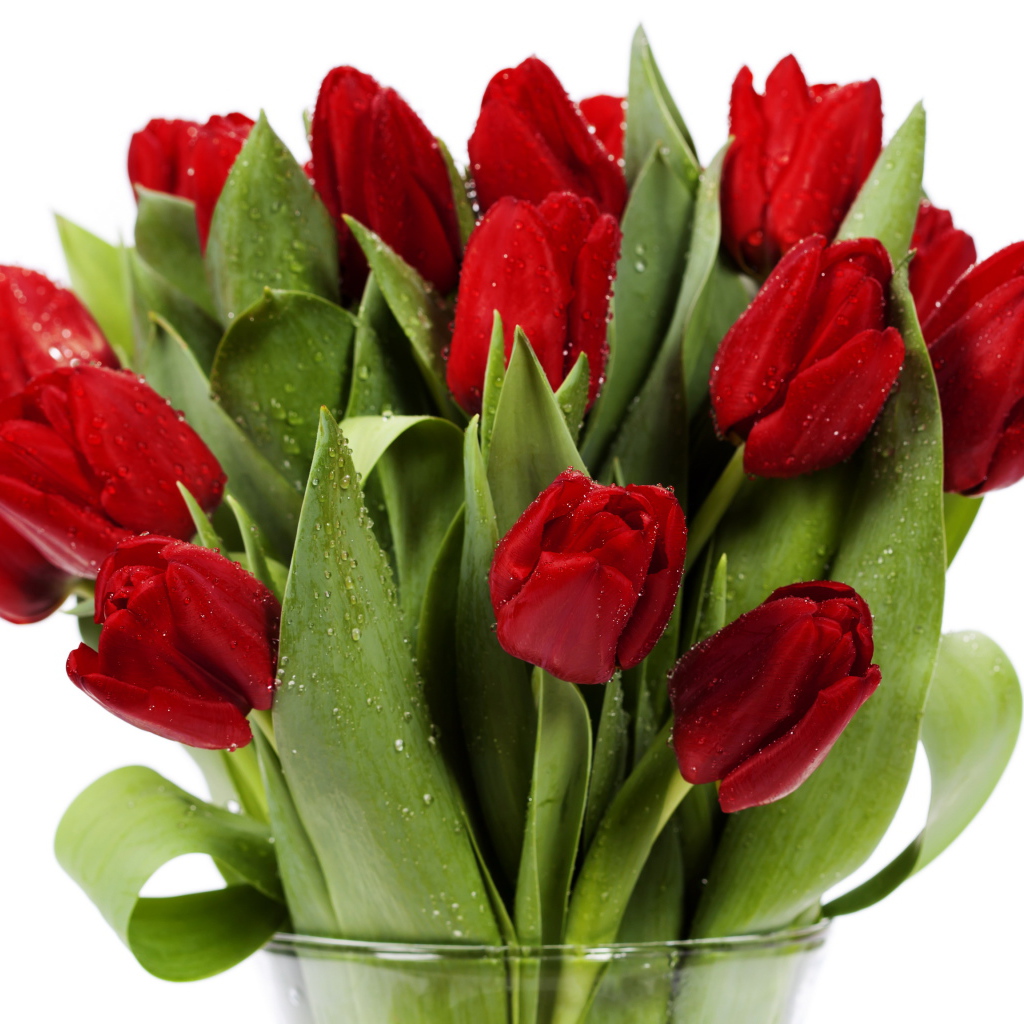 Букет красных тюльпанов в каплях росы в стеклянной вазе на белом фоне