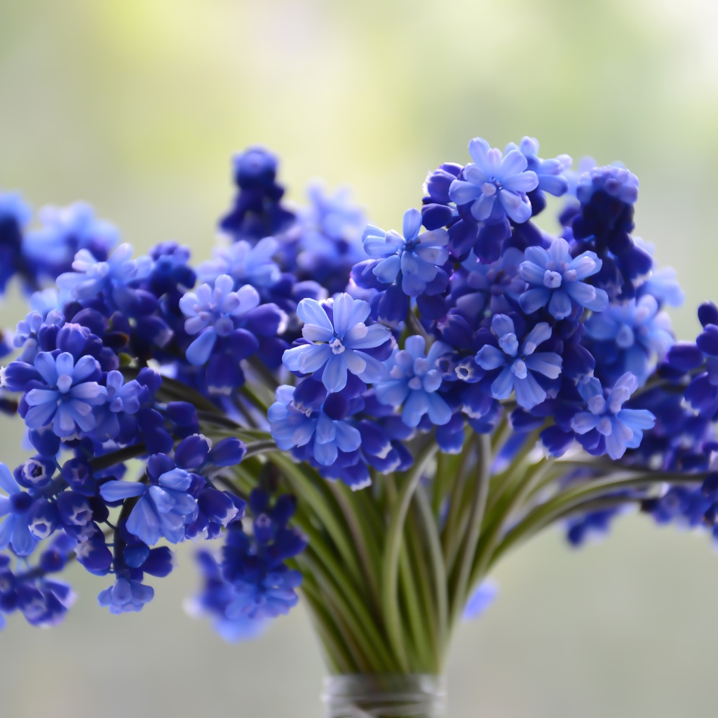 Букет весенних голубых цветов