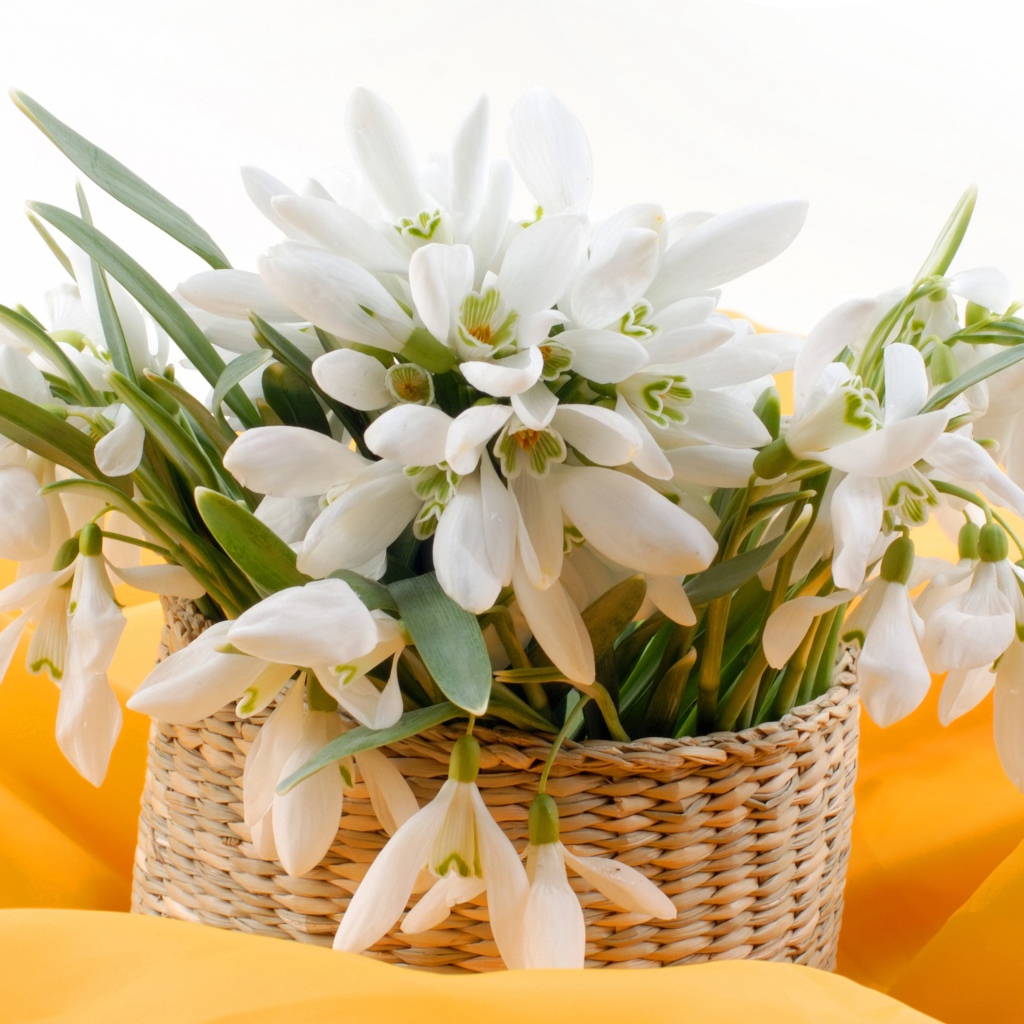 Букет нежных белых весенних подснежников в корзине