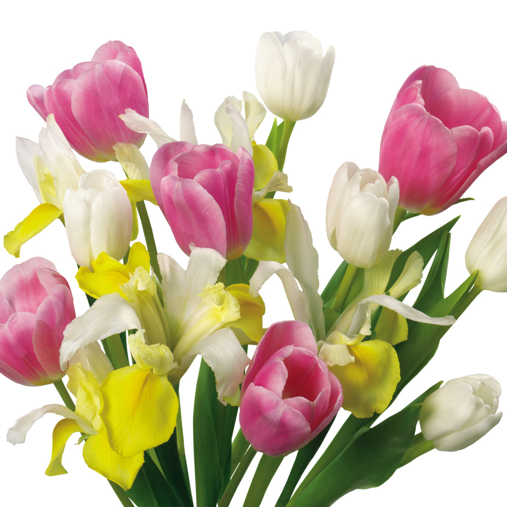 Букет желтых и розовых тюльпанов и ирисами на белом фоне