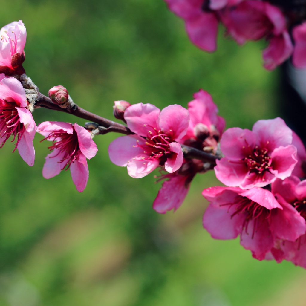Ветка с красивыми розовыми цветами крупным планом