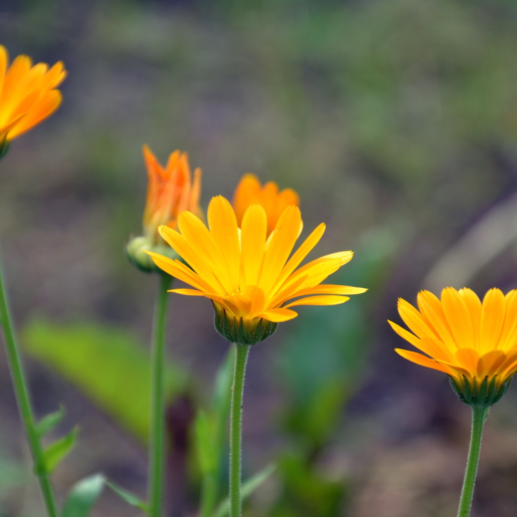 Яркие оранжевые цветы календулы 