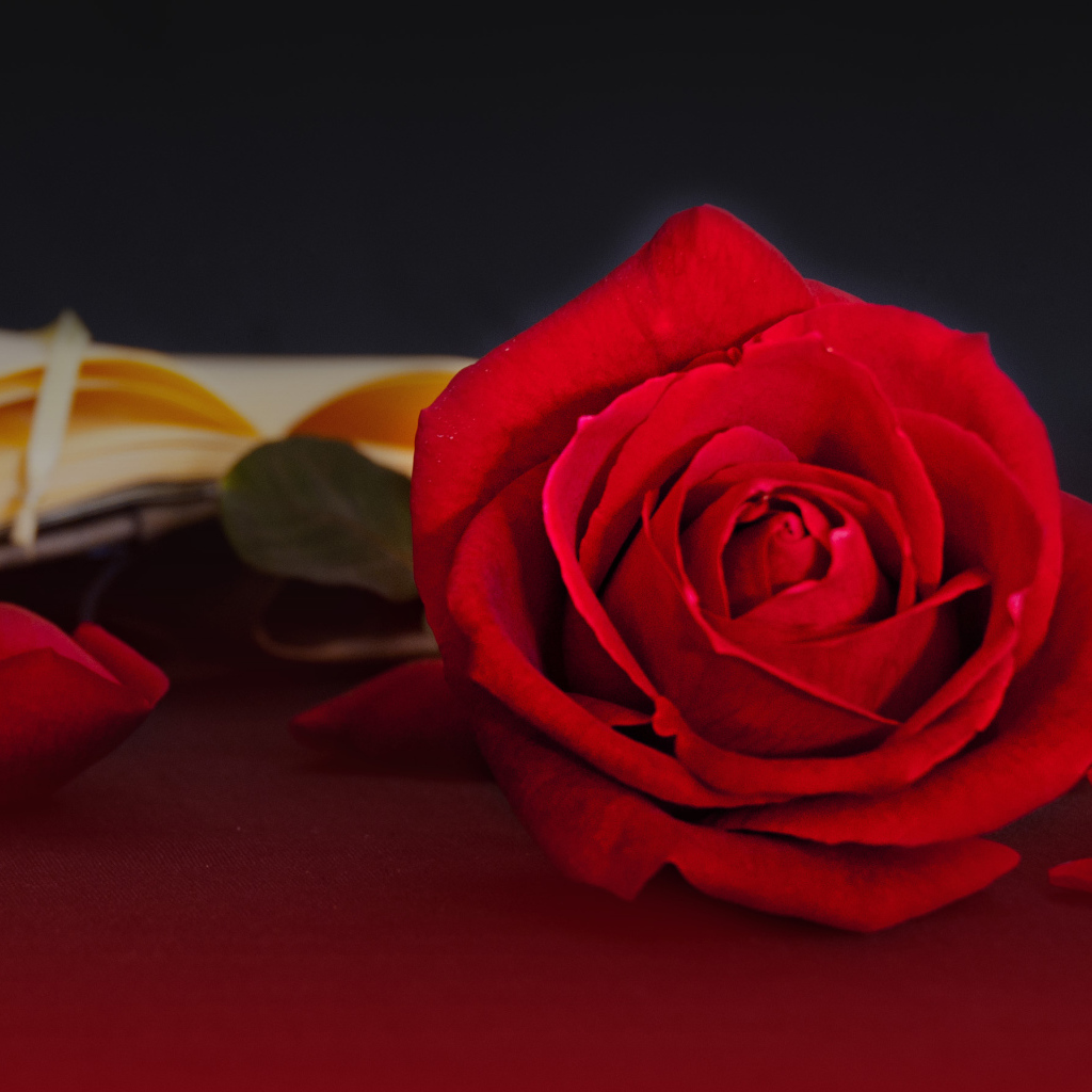 Яркая красная чайная роза на столе с книгой