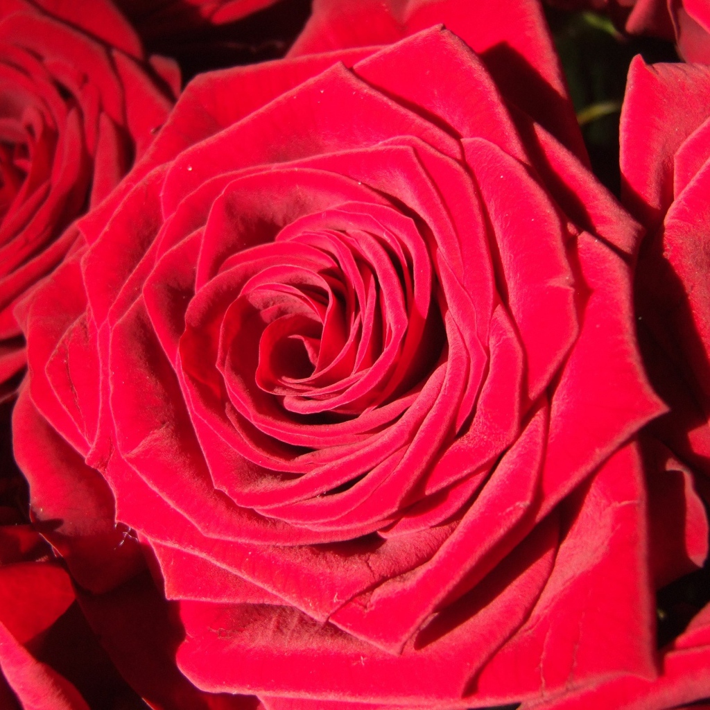 Яркие алые бутоны роз крупным планом