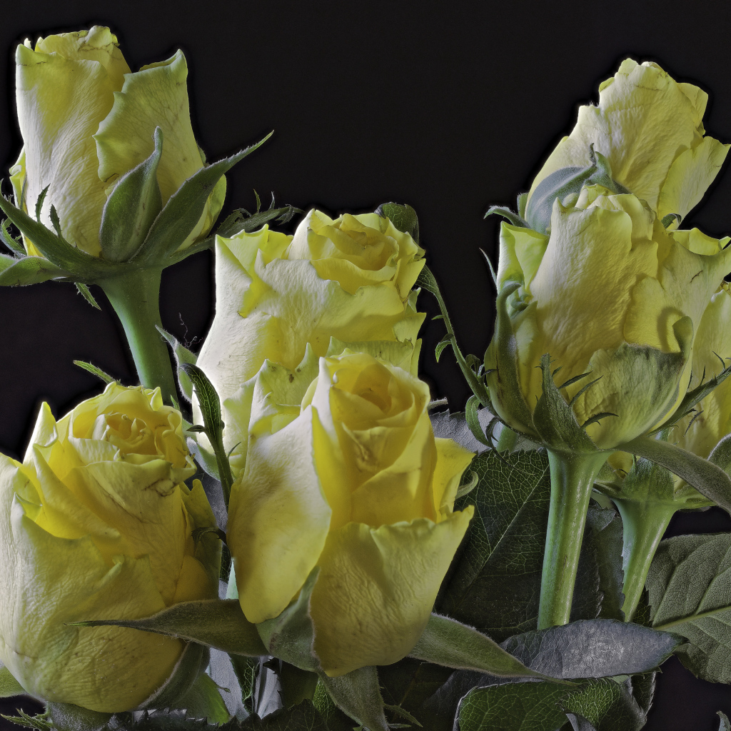 Бутоны желтой розы на черном фоне крупным планом