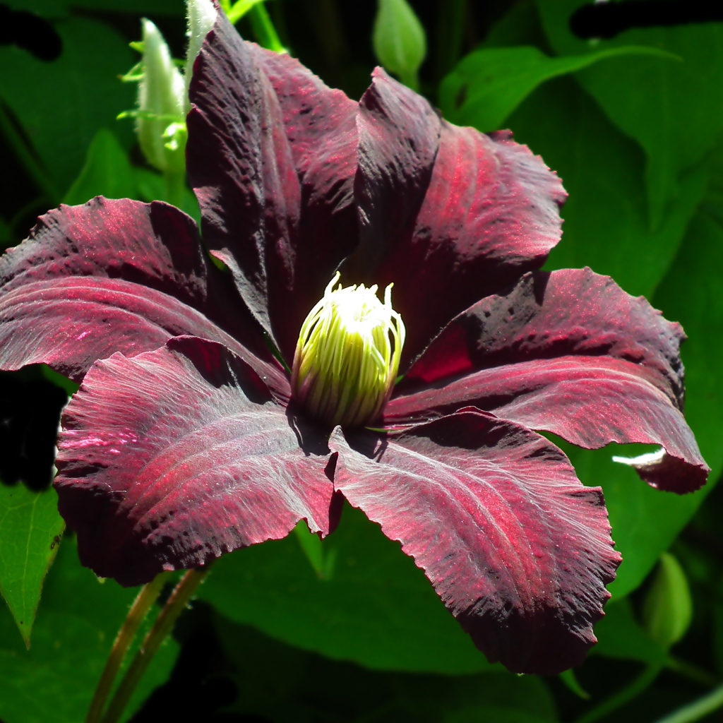 Бордовый цветок клематиса крупным планом