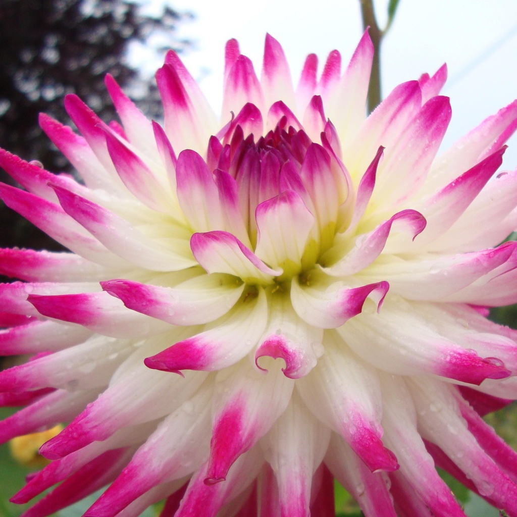 Цветок георгин с розово-белыми лепестками крупным планом