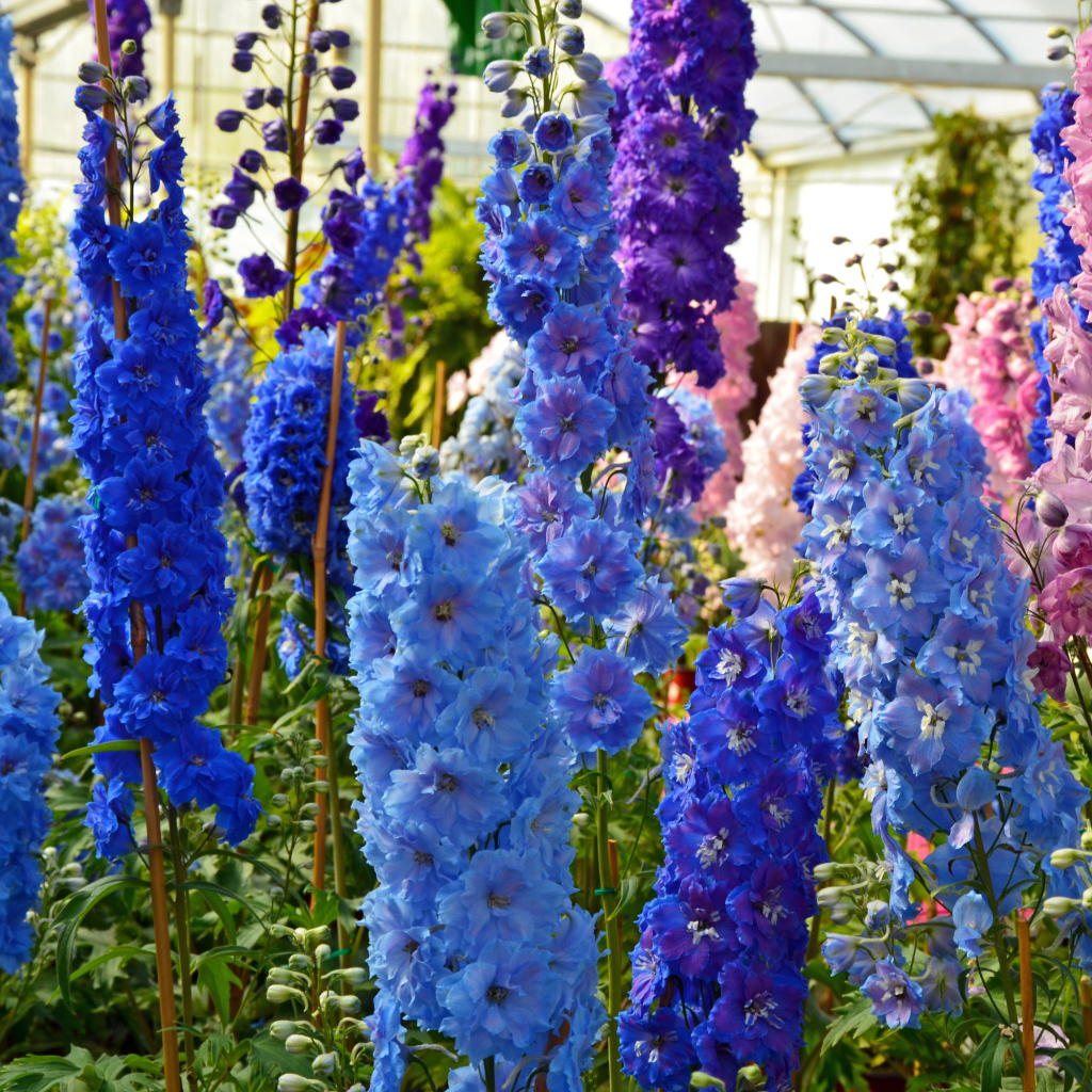 Разноцветные цветы дельфиниум в оранжерее
