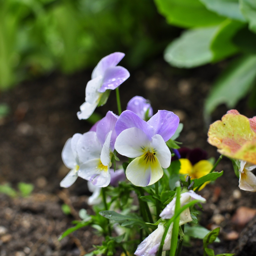 Нежный сиреневый цветок анютины глазки 