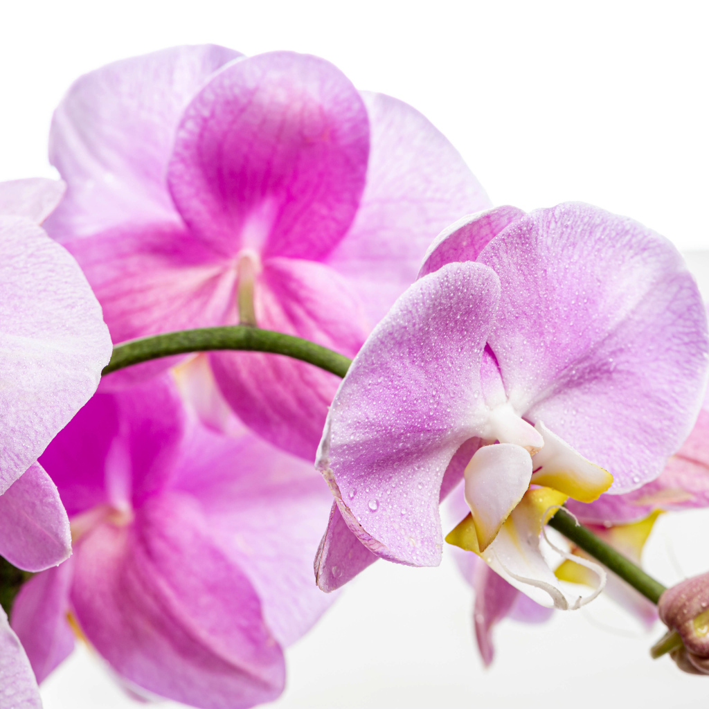 Нежная розовая хризантема с бутонами на белом фоне 