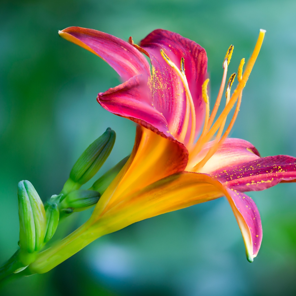 Нежная розовая лилия с бутонами на зеленом фоне крупным планом