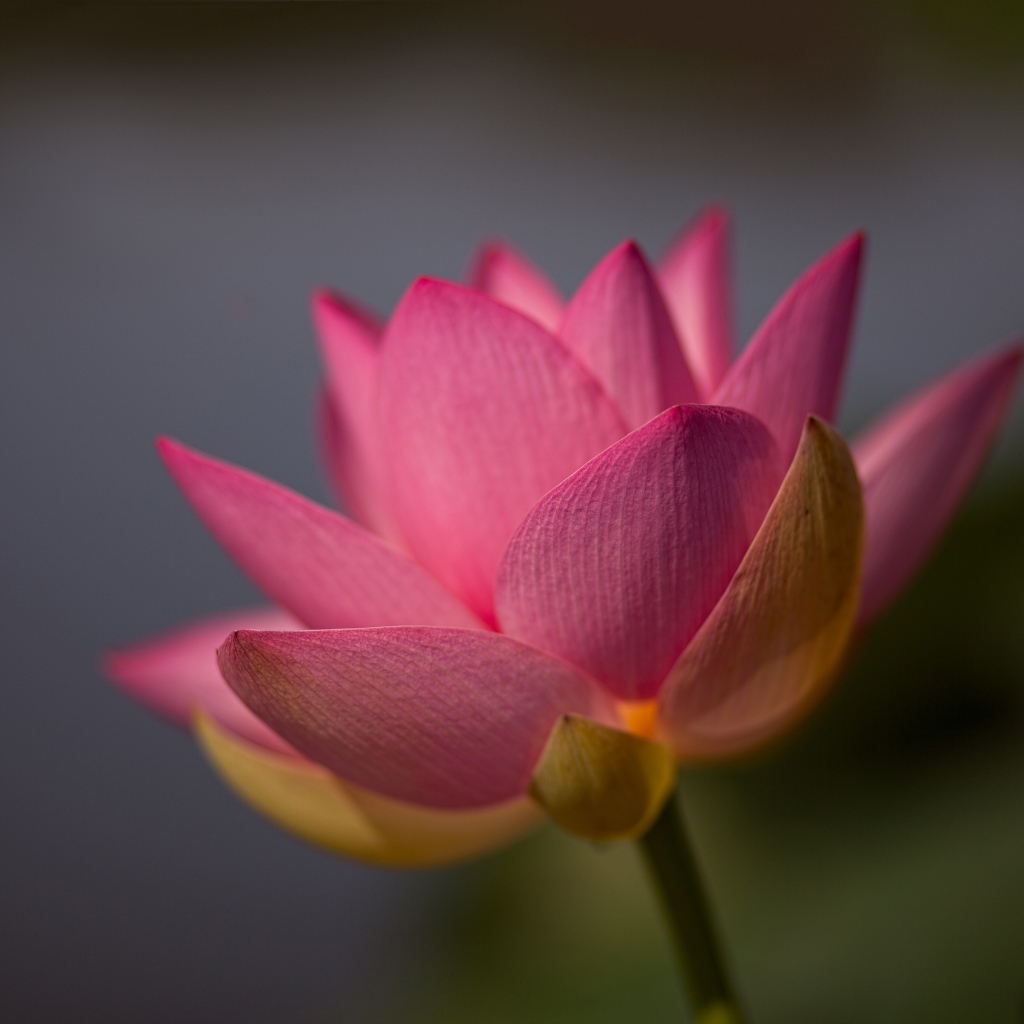 Нежный розовый цветок лотоса крупным планом на сером фоне