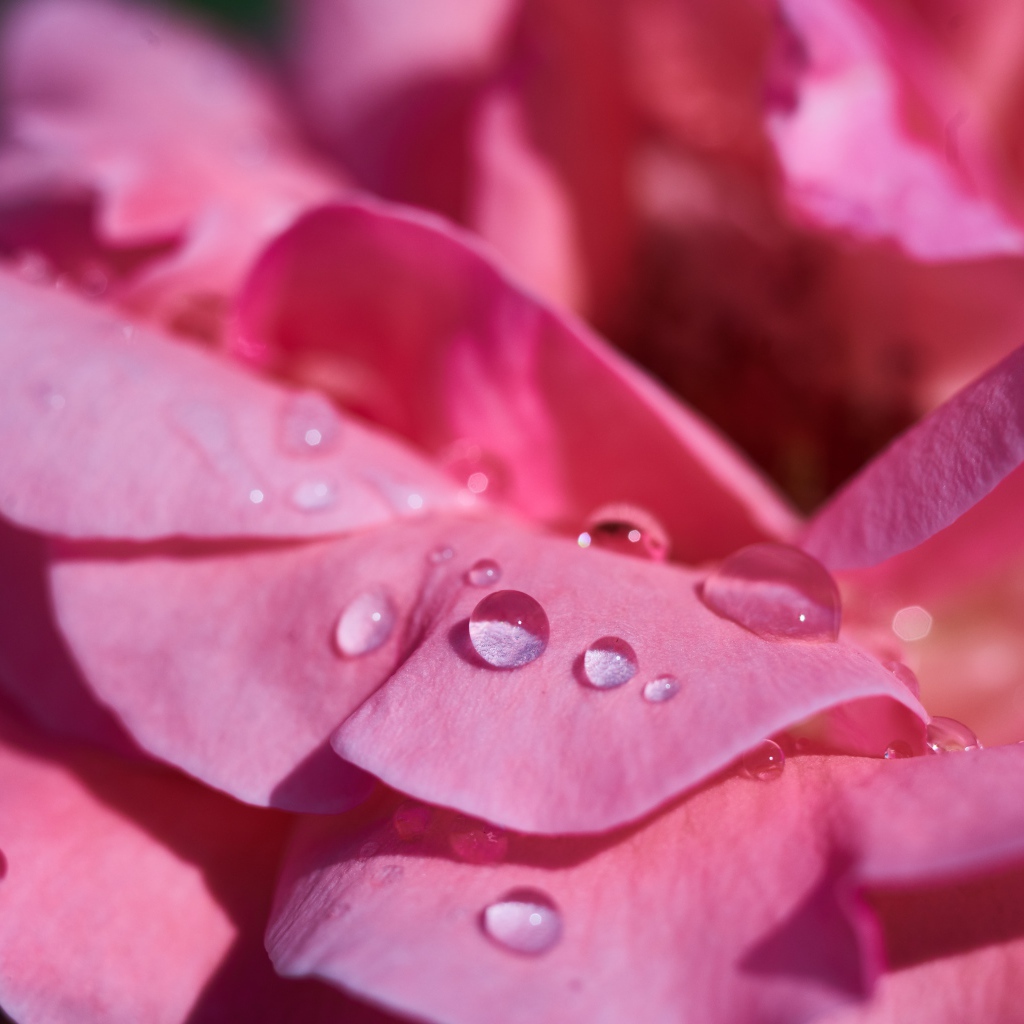 Нежные розовые лепестки розы в каплях росы