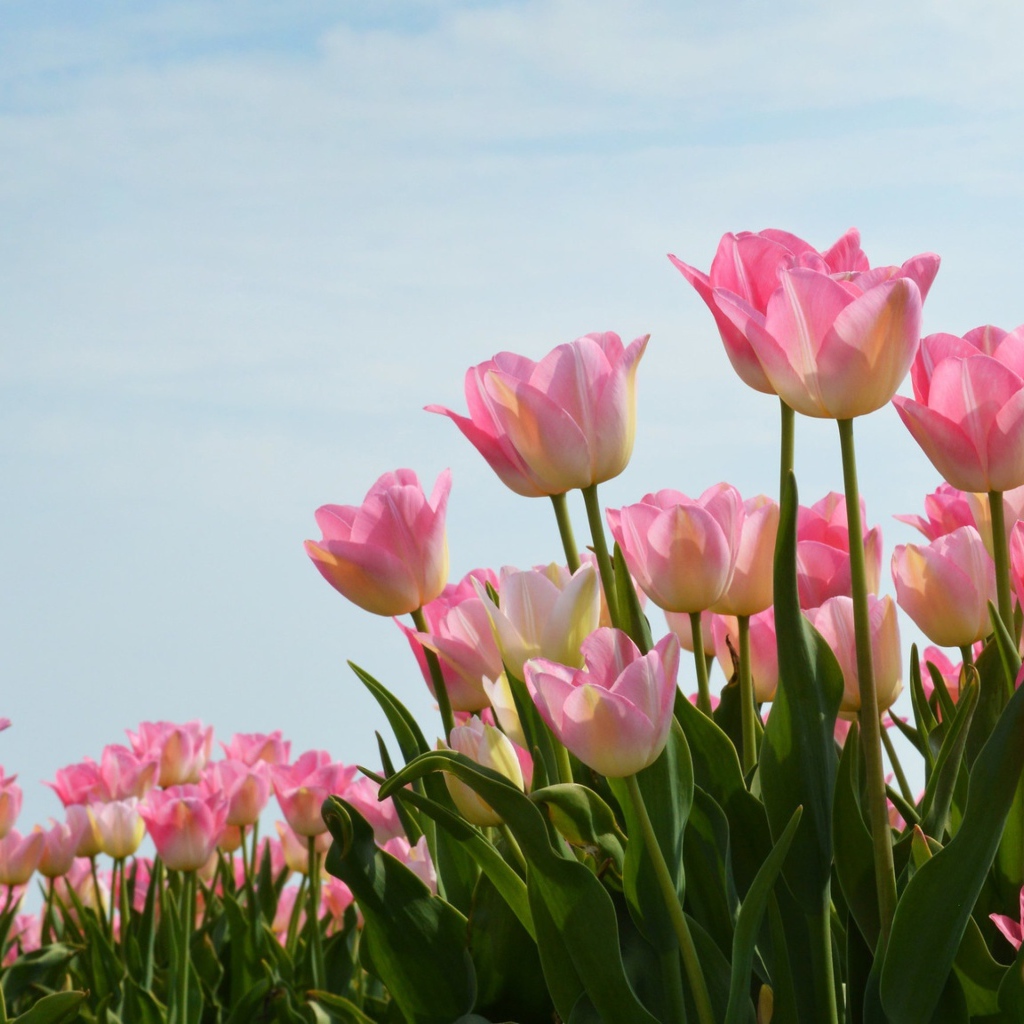 Нежные розовые тюльпаны на фоне голубого неба