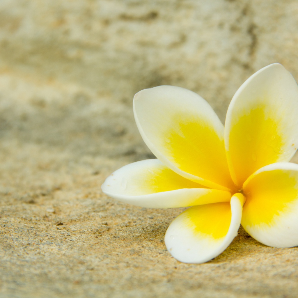 Нежный цветок плюмерии лежит на песке