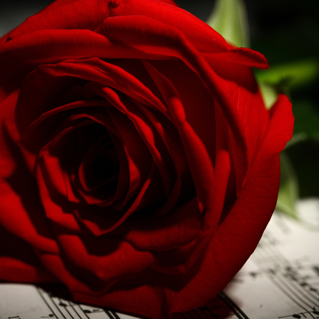 Нежная красная роза лежит на нотах 