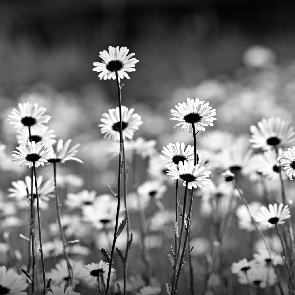 Нежные белые ромашки черно белое фото 