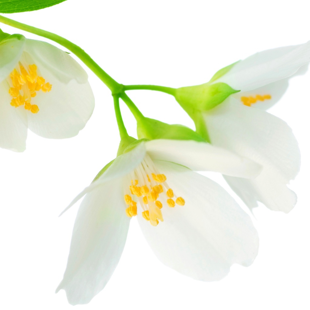 Нежные белые цветы жасмина на белом фоне крупным планом